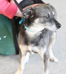 Akki – Terrier-Mix, Männchen, 90 Monate, 13057 Berlin – Foto 4