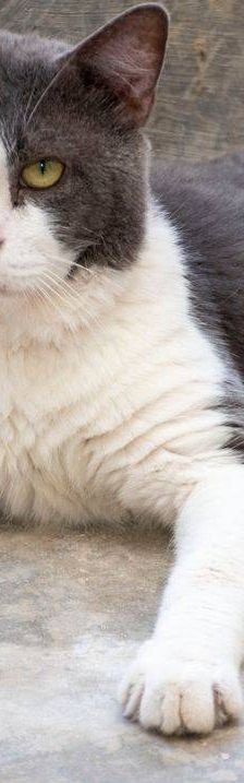 Angel – Europäisch Kurzhaar, Männchen, 5 Jahre, 65520 Bad Camberg – Foto 2