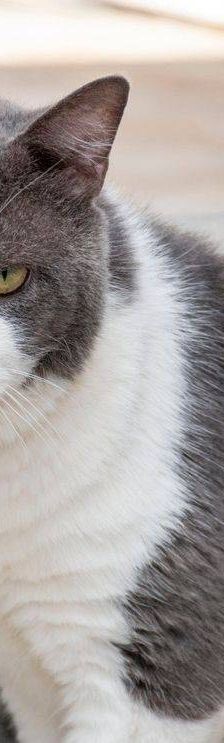 Angel – Europäisch Kurzhaar, Männchen, 5 Jahre, 65520 Bad Camberg – Foto 3