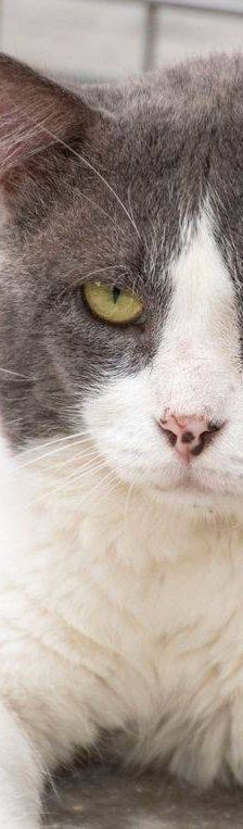 Angel – Europäisch Kurzhaar, Männchen, 5 Jahre, 65520 Bad Camberg – Foto 5