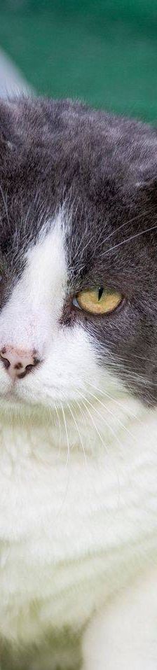 Angel – Europäisch Kurzhaar, Männchen, 5 Jahre, 65520 Bad Camberg – Foto 6