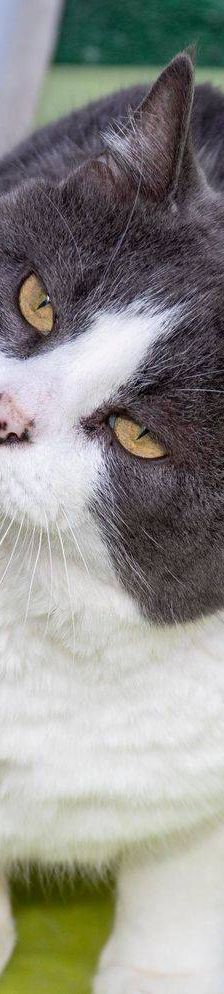 Angel – Europäisch Kurzhaar, Männchen, 5 Jahre, 65520 Bad Camberg – Foto 8
