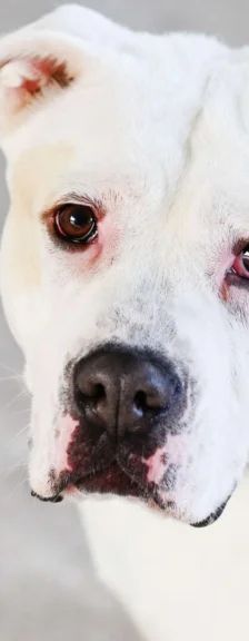 Bruce – Staffordshire Terrier Mix, Männchen, 8 Monate, 13057 Berlin – Foto 1