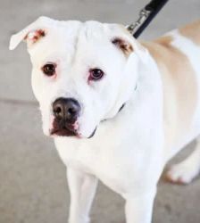 Bruce – Staffordshire Terrier Mix, Männchen, 8 Monate, 13057 Berlin – Foto 2