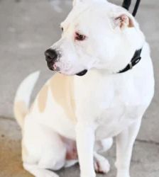 Bruce – Staffordshire Terrier Mix, Männchen, 8 Monate, 13057 Berlin – Foto 3