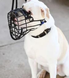 Bruce – Staffordshire Terrier Mix, Männchen, 8 Monate, 13057 Berlin – Foto 4