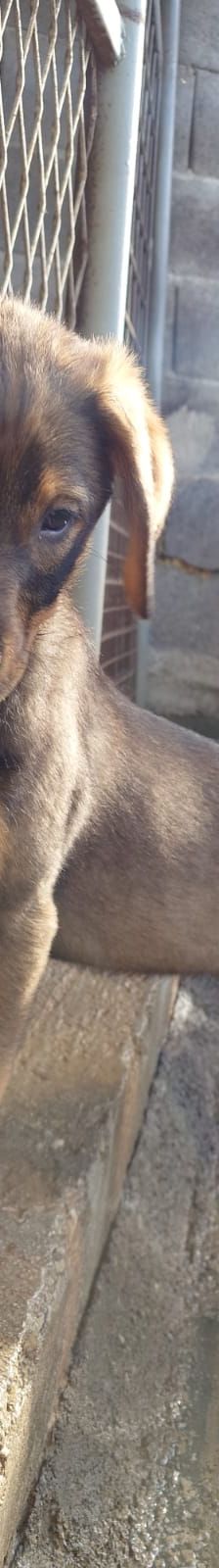 Ira – Mischling, Weibchen, Alter unbekannt, Nordic Strays e.V. – Foto 1