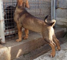 Ira – Mischling, Weibchen, Alter unbekannt, Nordic Strays e.V. – Foto 2
