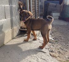 Ira – Mischling, Weibchen, Alter unbekannt, Nordic Strays e.V. – Foto 3