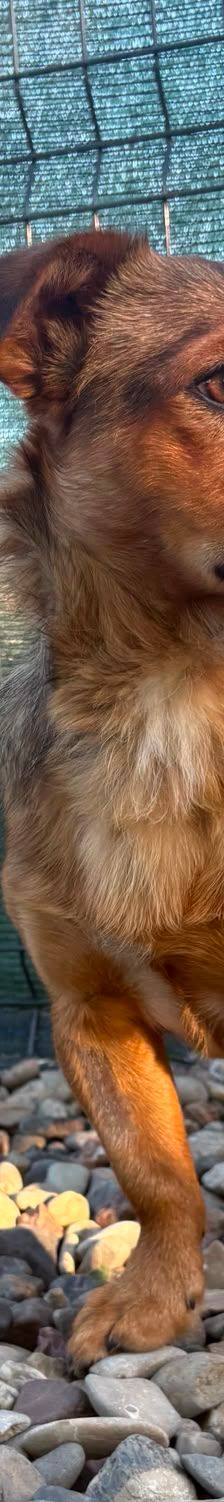 Ira – Mischling, Weibchen, Alter unbekannt, Nordic Strays e.V. – Foto 6
