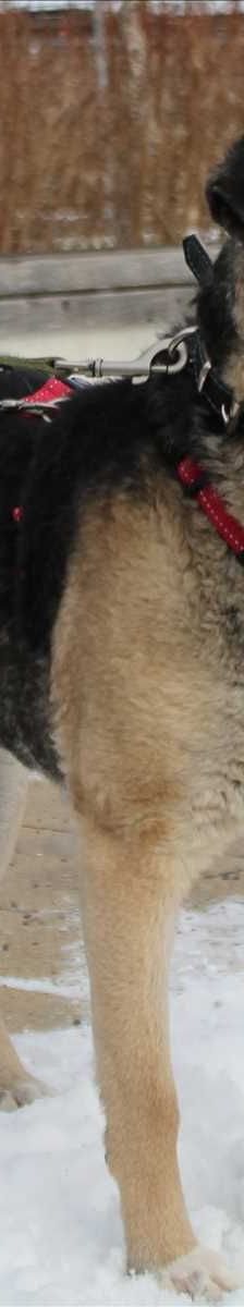 SOFIE – Mischlingshündin, Weibchen, 2 Jahre, 81829 München – Foto 1