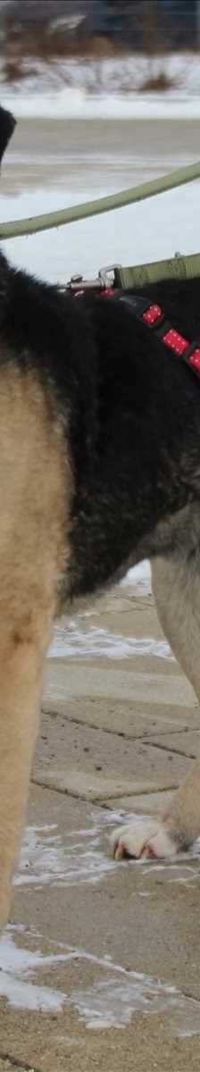 SOFIE – Mischlingshündin, Weibchen, 2 Jahre, 81829 München – Foto 2