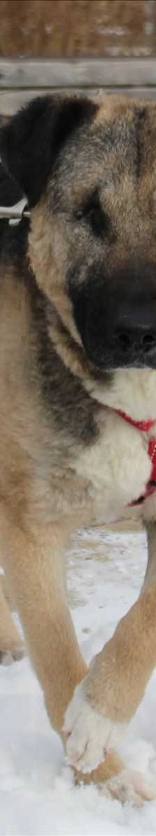 SOFIE – Mischlingshündin, Weibchen, 2 Jahre, 81829 München – Foto 3