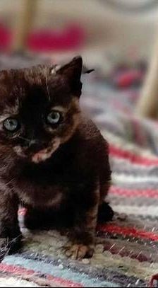 Vega – Europäisch Kurzhaar, Weibchen, 1 Jahr, 65520 Bad Camberg – Foto 2