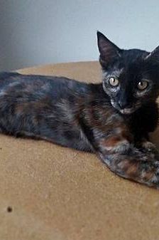 Vega – Europäisch Kurzhaar, Weibchen, 1 Jahr, 65520 Bad Camberg – Foto 11