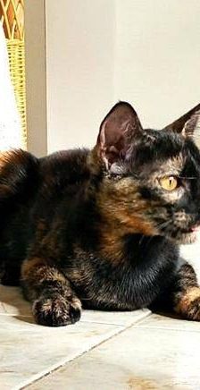 Vega – Europäisch Kurzhaar, Weibchen, 1 Jahr, 65520 Bad Camberg – Foto 13