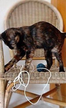 Vega – Europäisch Kurzhaar, Weibchen, 1 Jahr, 65520 Bad Camberg – Foto 17
