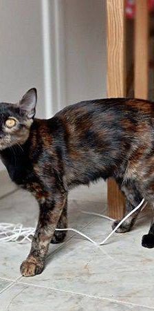 Vega – Europäisch Kurzhaar, Weibchen, 1 Jahr, 65520 Bad Camberg – Foto 20