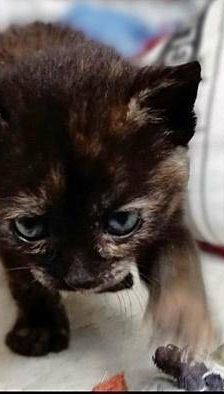 Vega – Europäisch Kurzhaar, Weibchen, 1 Jahr, 65520 Bad Camberg – Foto 3