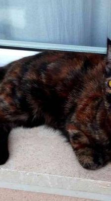 Vega – Europäisch Kurzhaar, Weibchen, 1 Jahr, 65520 Bad Camberg – Foto 23