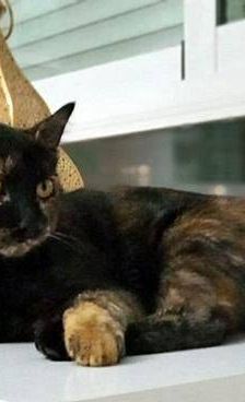 Vega – Europäisch Kurzhaar, Weibchen, 1 Jahr, 65520 Bad Camberg – Foto 26