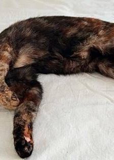 Vega – Europäisch Kurzhaar, Weibchen, 1 Jahr, 65520 Bad Camberg – Foto 27