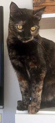 Vega – Europäisch Kurzhaar, Weibchen, 1 Jahr, 65520 Bad Camberg – Foto 28