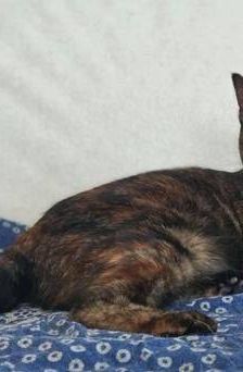 Vega – Europäisch Kurzhaar, Weibchen, 1 Jahr, 65520 Bad Camberg – Foto 29