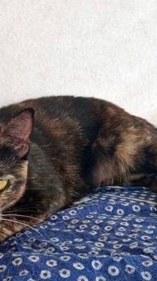 Vega – Europäisch Kurzhaar, Weibchen, 1 Jahr, 65520 Bad Camberg – Foto 30