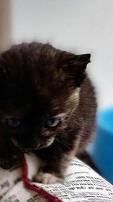 Vega – Europäisch Kurzhaar, Weibchen, 1 Jahr, 65520 Bad Camberg – Foto 5