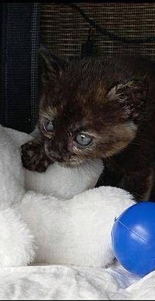 Vega – Europäisch Kurzhaar, Weibchen, 1 Jahr, 65520 Bad Camberg – Foto 6