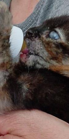 Vega – Europäisch Kurzhaar, Weibchen, 1 Jahr, 65520 Bad Camberg – Foto 8
