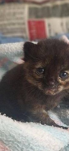 Vega – Europäisch Kurzhaar, Weibchen, 1 Jahr, 65520 Bad Camberg – Foto 9