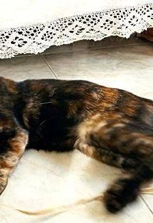 Vega – Europäisch Kurzhaar, Weibchen, 1 Jahr, 65520 Bad Camberg – Foto 10