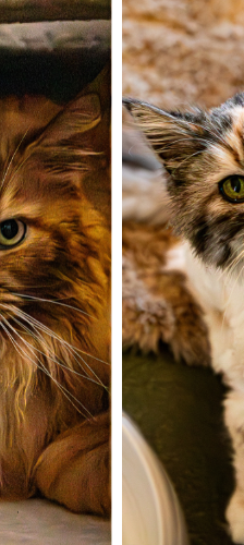 Finchen – Maine Coon, Weibchen, 15 Jahre, 28357 Bremen – Foto 1