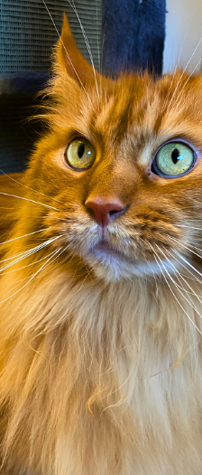 Finchen – Maine Coon, Weibchen, 15 Jahre, 28357 Bremen – Foto 3