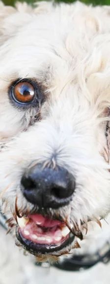 Mikes – West Highland Terrier-Pudel-Mix, Männchen, 8 Jahre 9 Monate, 13057 Berlin – Foto 1