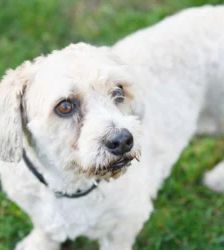 Mikes – West Highland Terrier-Pudel-Mix, Männchen, 8 Jahre 9 Monate, 13057 Berlin – Foto 2