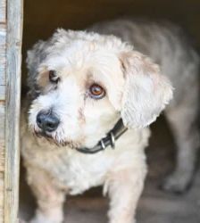 Mikes – West Highland Terrier-Pudel-Mix, Männchen, 8 Jahre 9 Monate, 13057 Berlin – Foto 3