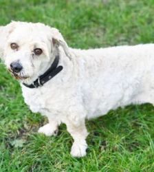 Mikes – West Highland Terrier-Pudel-Mix, Männchen, 8 Jahre 9 Monate, 13057 Berlin – Foto 4