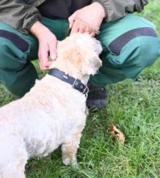 Mikes – West Highland Terrier-Pudel-Mix, Männchen, 8 Jahre 9 Monate, 13057 Berlin – Foto 5