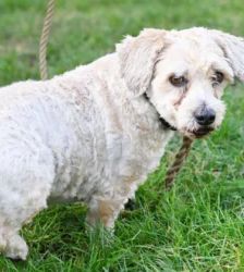 Mikes – West Highland Terrier-Pudel-Mix, Männchen, 8 Jahre 9 Monate, 13057 Berlin – Foto 6