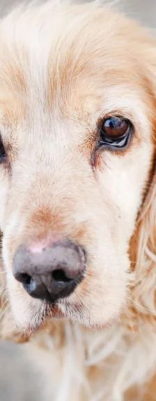 Miki – Cocker Spaniel-Mix, Männchen, 3 Jahre 8 Monate, 13057 Berlin – Foto 1