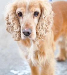 Miki – Cocker Spaniel-Mix, Männchen, 3 Jahre 8 Monate, 13057 Berlin – Foto 2