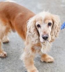 Miki – Cocker Spaniel-Mix, Männchen, 3 Jahre 8 Monate, 13057 Berlin – Foto 3