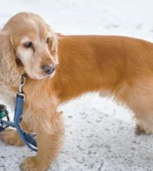 Miki – Cocker Spaniel-Mix, Männchen, 3 Jahre 8 Monate, 13057 Berlin – Foto 4